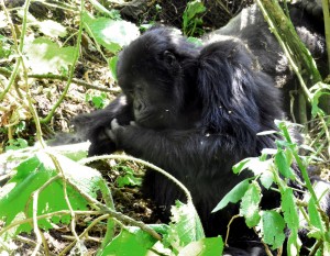 Bwindi Gorilla Tours